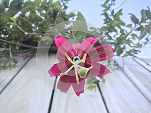 Flower of the Passiflora tarminiana. Low angle shot.