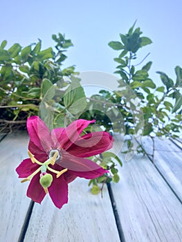 Flower of the Passiflora tarminiana. Red flower, White wooden wall and blue sky. Low angle shot.