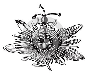 Flower, Passion, Passiflora, Passifloraceae, unique, floral, structures vintage illustration