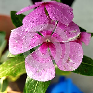 Flower patels with water drops