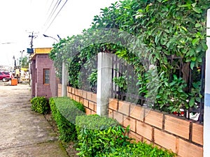Flower pattern of front house