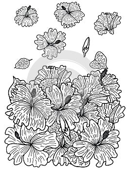 Sakura flower for printing on paper. photo