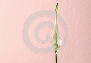 Flower of peace lily on color background