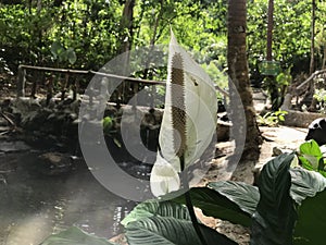Flower of Peace Lily Plant