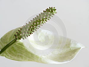 The flower of peace lily, Spathiphyllum cochlearispathum, close up