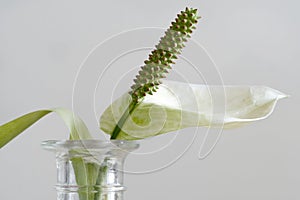 The flower of peace lily, Spathiphyllum cochlearispathum, in a glas vase, close up