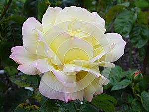 Flower - Peace Rose