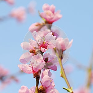 Flower from peach tree