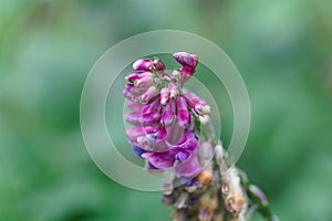 Flower of a the peavine Lathyrus venetus