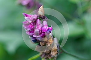 Flower of a the peavine Lathyrus venetus