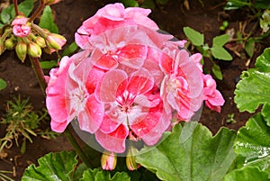 Flower Pelargonium Latin Pelargonium or Geranium Latin Geranium pink after rain