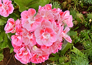 Flower Pelargonium Latin Pelargonium or Geranium Latin Geranium pink after rain