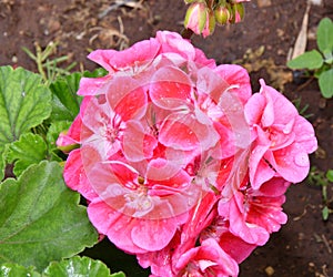 Flower Pelargonium Latin Pelargonium or Geranium Latin Geranium pink after rain