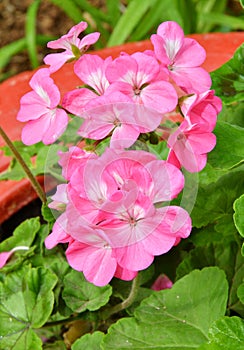 Flower Pelargonium Latin Pelargonium or Geranium Latin Geranium pink after rain