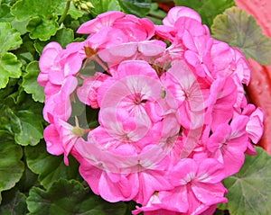 Flower Pelargonium Latin Pelargonium or Geranium Latin Geranium pink after rain