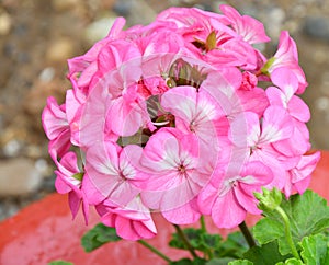 Flower Pelargonium Latin Pelargonium or Geranium Latin Geranium pink after rain