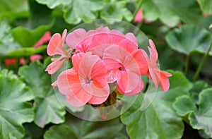 Flower Pelargonium Latin Pelargonium or Geranium Latin Geranium pink after rain