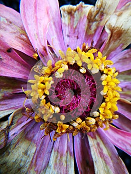 Flower pending to withered after rain