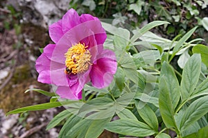 Flower of the peony closeup
