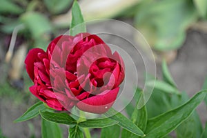 Flower Peony. Gardening. Paeonia, herbaceous perennials and deciduous shrubs