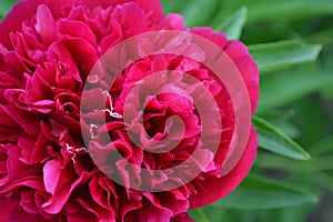 Flower Peony. Gardening. Paeonia, herbaceous perennials and deciduous shrubs