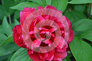 Flower Peony. Paeonia, herbaceous perennials and deciduous shrubs. Young buds
