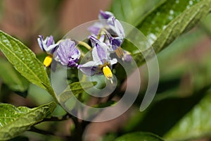 Flower of a pepino dulce, Solanum muricatum