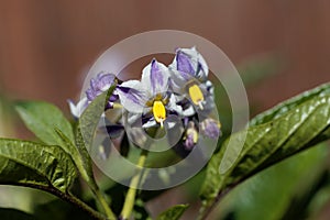 Flower of a pepino dulce, Solanum muricatum