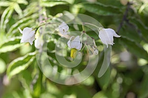 Flower of a pepino, Solanum caripense