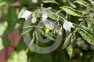 Flower of a pepino, Solanum caripense