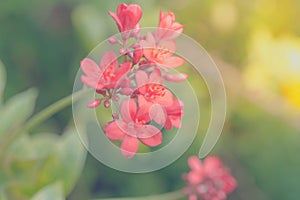 Flower (Peregrina, Spicy Jatropha Flower)