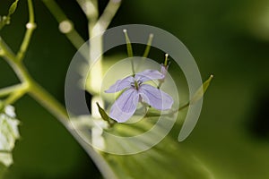 Flower of a perennial honesty, Lunaria rediviva