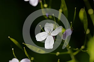 Flower of a perennial honesty, Lunaria rediviva