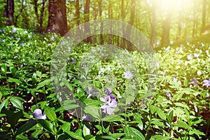 Flower of periwinkle against the backdrop of a sun-drenched forest