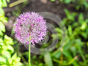 Flower of Persian onion Ornamental onion closeup