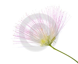 Flower of Persian Silk Tree with very long stamens of pale pink color isolated on white background. Selective focus. Shallow DOF photo