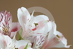 Flower Peruvian lily Alstroemeria