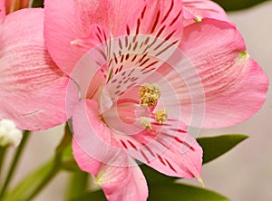 Flower Peruvian lily Alstroemeria Latin Alstroemeria