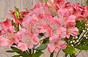 Flower Peruvian lily Alstroemeria Latin Alstroemeria