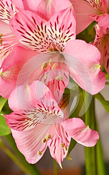 Flower Peruvian lily Alstroemeria Latin Alstroemeria