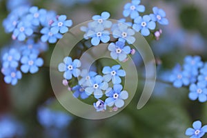 Flower petal blue garden nature photo