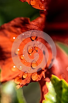 A flower petal covered in raindrops