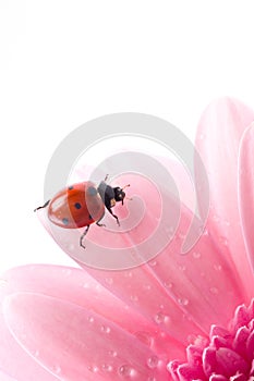 Flower petal with lady bug