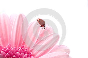 Flower petal with lady bug