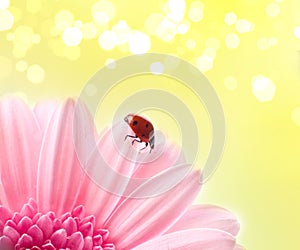 Flower petal with lady bug