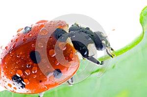 Flower petal with ladybug