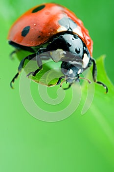 Flower petal with ladybug