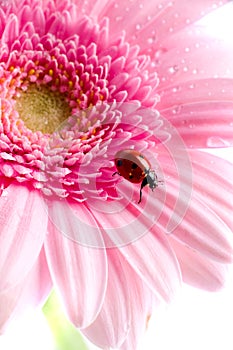 Flower petal with ladybug