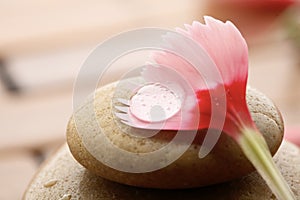 Flower petal resting on rounded pebbles.