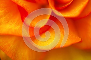 Flower petals background